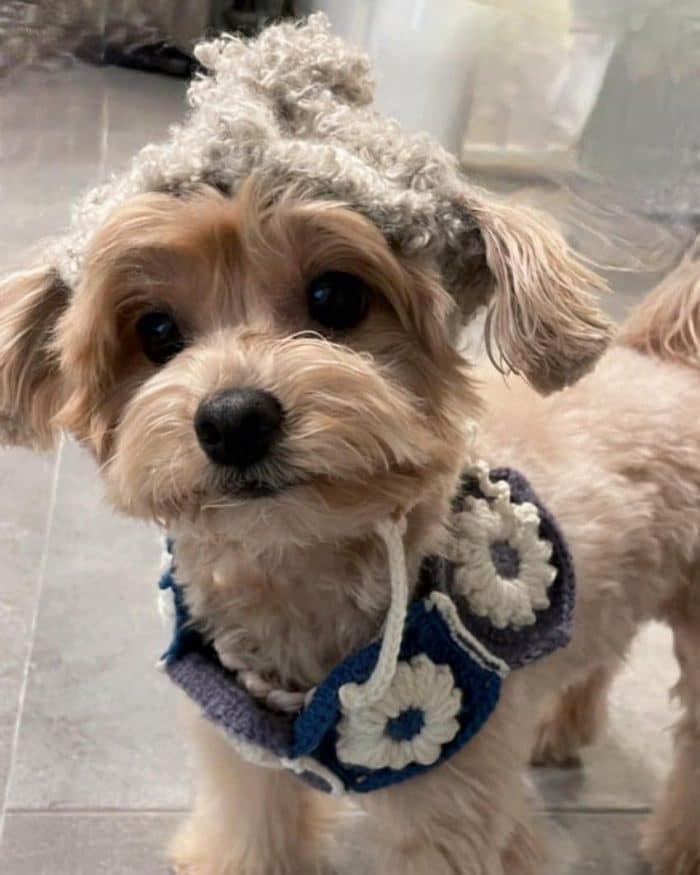 Сакура из LE SSERAFIM связала очаровательную шапочку и шарф для собаки Юн До Хёна