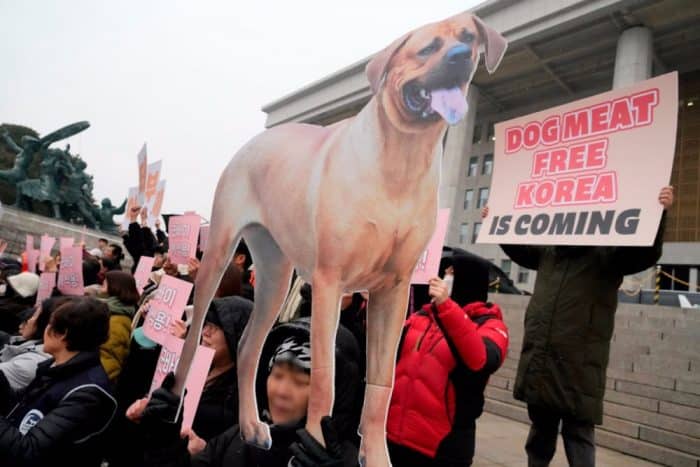 В Южной Корее введен запрет на торговлю мясом собак