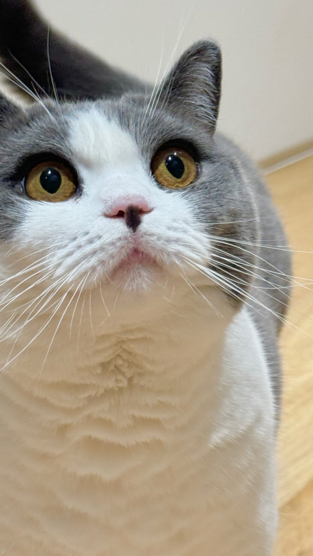 Тэмин из SHINee поделился новыми фото своих любимых котов
