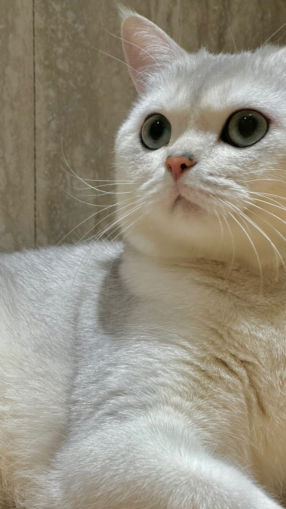 Тэмин из SHINee поделился новыми фото своих любимых котов