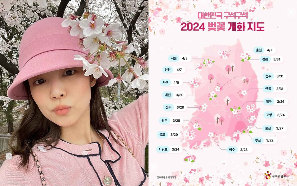 В этом году цветение вишни в Корее наступит раньше