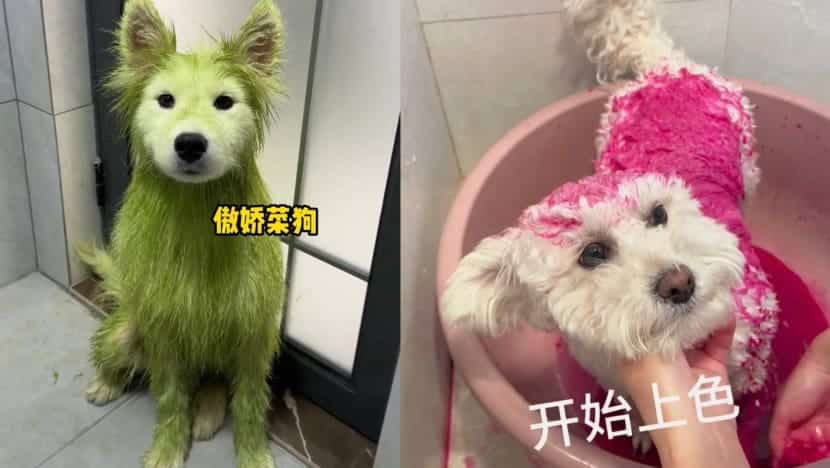 Странная тенденция китайских нетизенов окрашивать собак соком фруктов и овощей