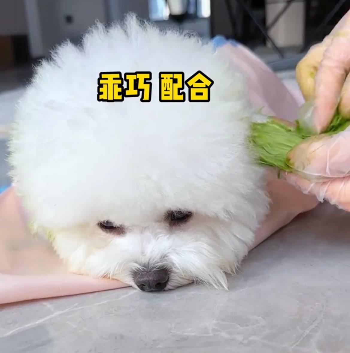Странная тенденция китайских нетизенов окрашивать собак соком фруктов и овощей
