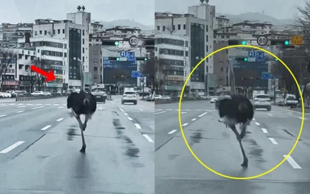 На улицах корейского города Соннам был замечен бегающий страус