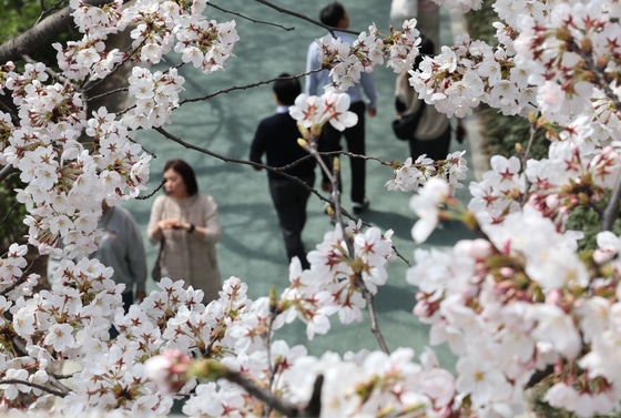 В Сеуле цветут вишни