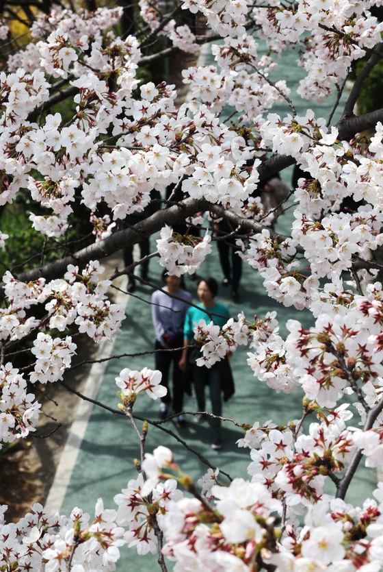 В Сеуле цветут вишни